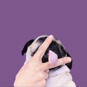 Meet your Posher, Tara